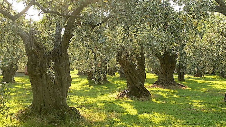 Olive trees in Greece.