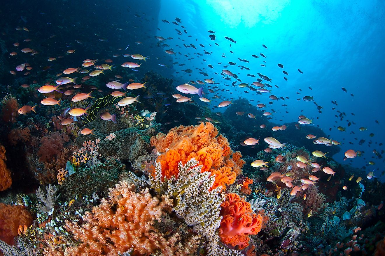 A plethora of small, colorful fish swim in a current passing over a coral reef off North Sulawesi, Indonesia. 