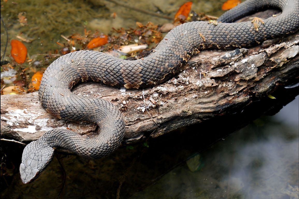 Various types of snakes live in trees, burrows, on the ground, or in water.