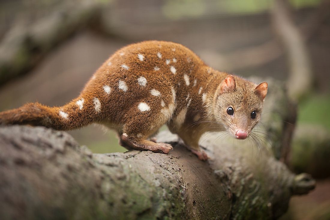 The tiger or spotted quoll is the largest of the six species. 