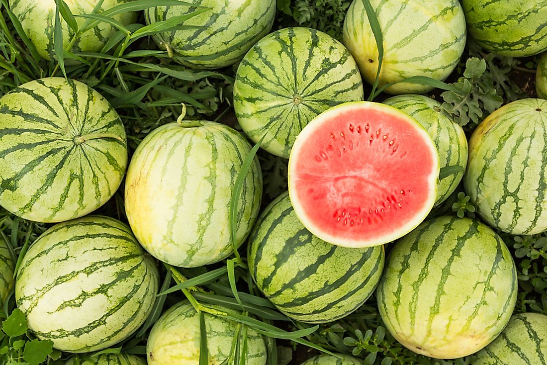 Watermelons in a field. 