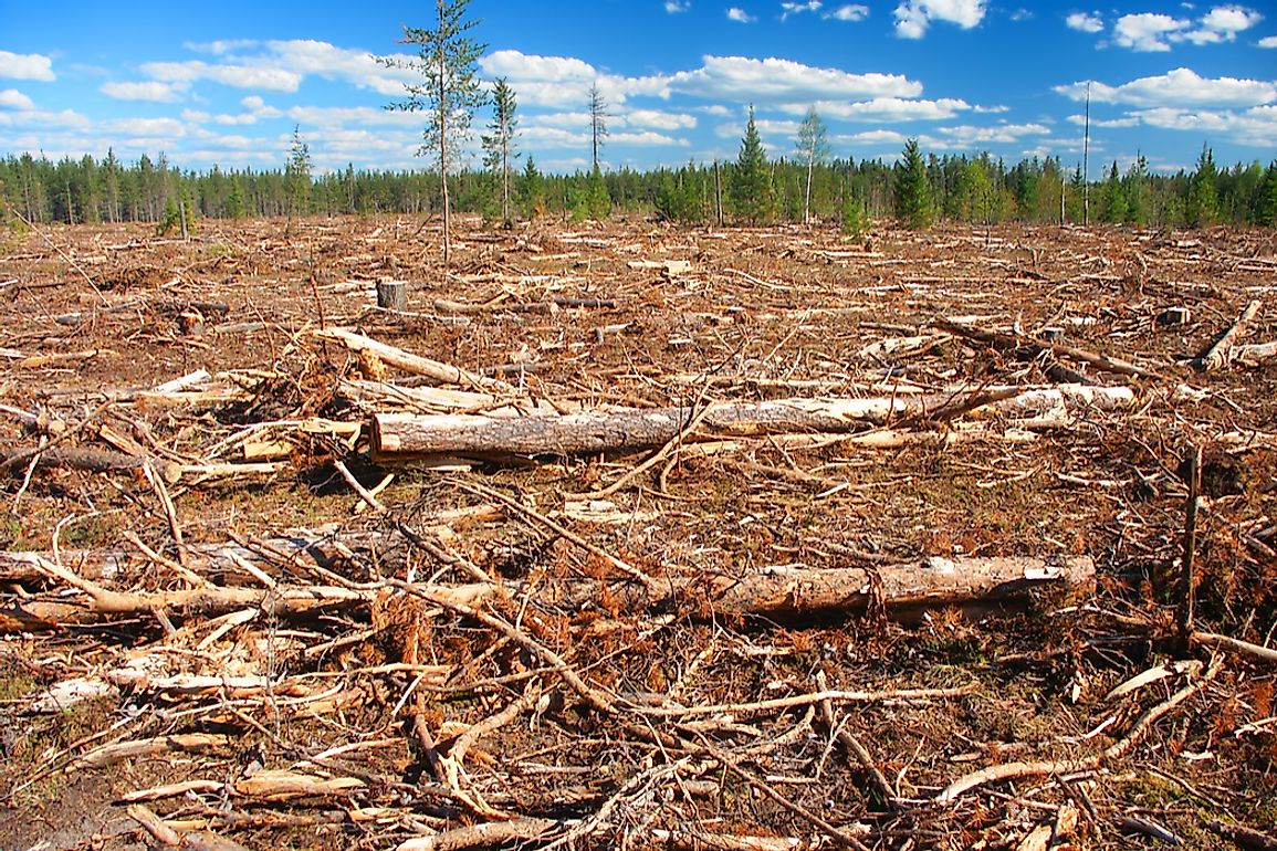 Habitat destruction is one of the factors affecting the endangered animals of North America. 