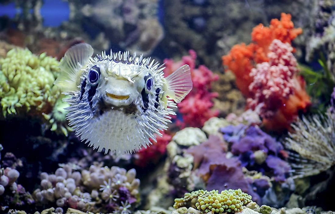 A pufferfish in its natural environment. 