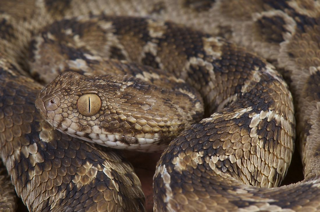 The carpet viper is a venomous snake that can be found in Saudi Arabia. 