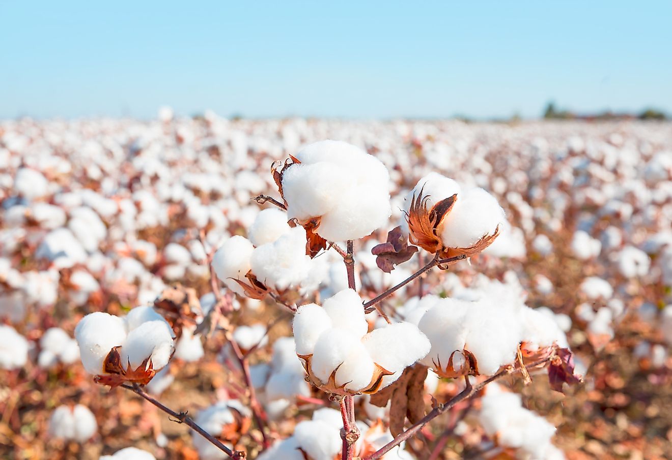Cotton growing in a field. Image credit: Shutterstock.com