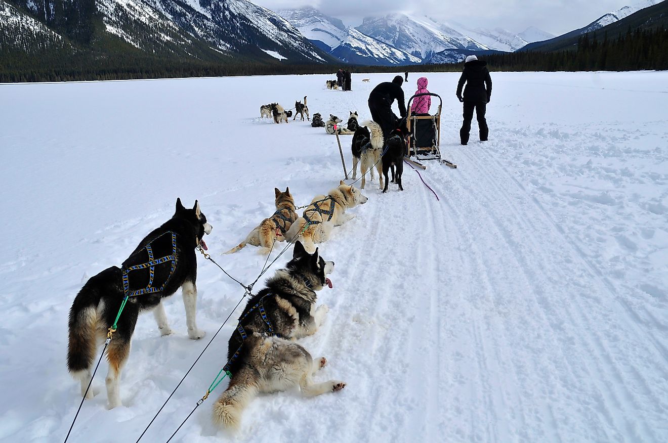 Dog sledding is a form of transportation used in the arctic region by the Inuit. Huskies are used to pull the sled and are bred to withstand freezing temperatures. Image credit: Angelito de Jesus/Shutterstock.com
