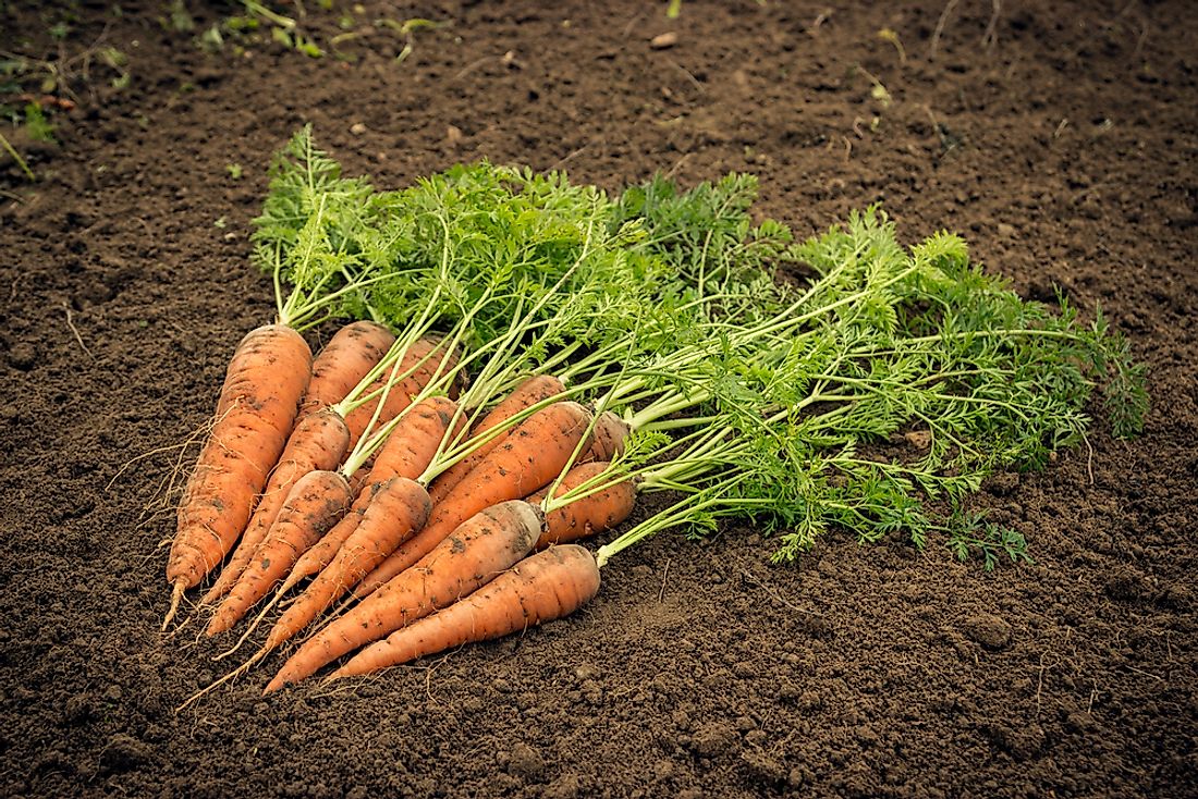 China is the runaway global leader in production of carrots and turnips. These root vegetable crops list among the world's most important farm commodities.