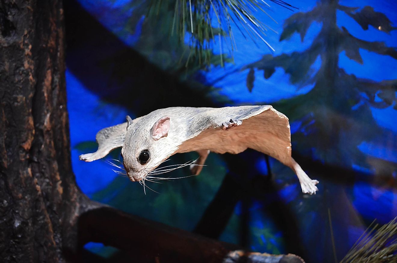 Flying squirrels are nocturnal and generally hang out in tree tops