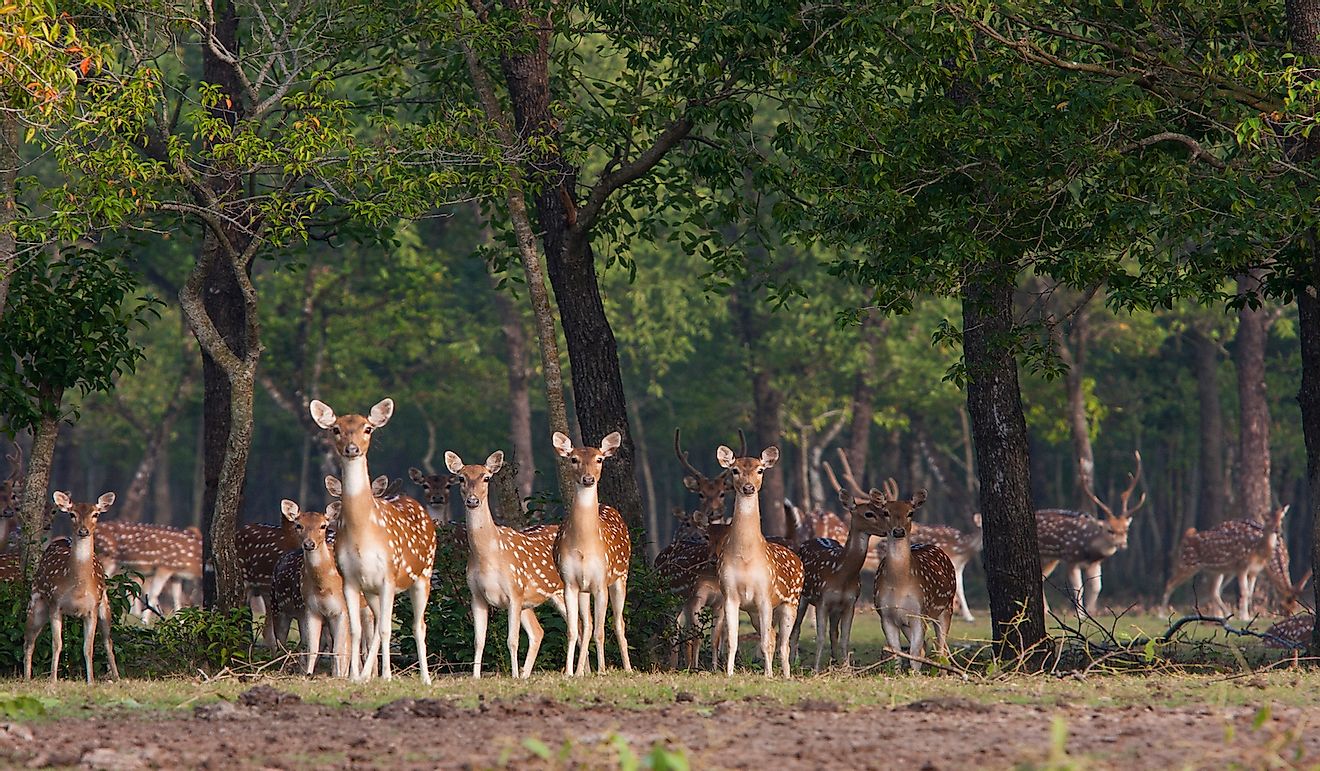 A flock of spotted deer (Axis Axis) standing and looking attentively inside Nijhum Dwip National Park at Hatia in Noakhali. Bangladesh.
