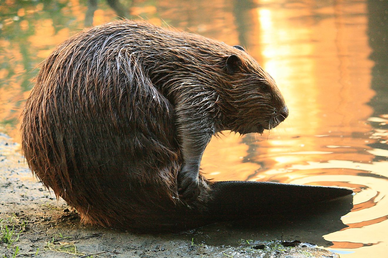 The Industrious Beaver, An Animal That Can Build Natural Dams and Transform The Landscape of A Place, is the National Animal of Canada.
