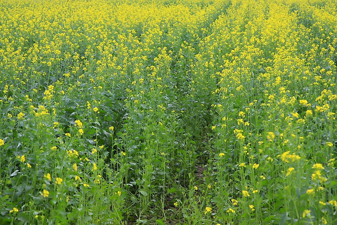 Vast fields of Cauliflower in bloom on a farm in the Chinese prairie.