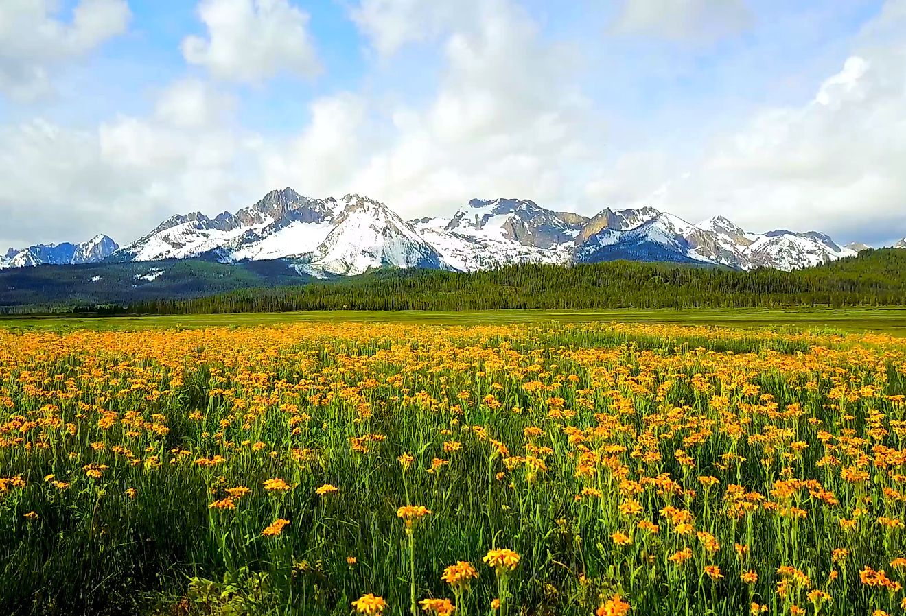 Yellow flowers in a field with the Sawtooth Mountains in the background, Idaho.