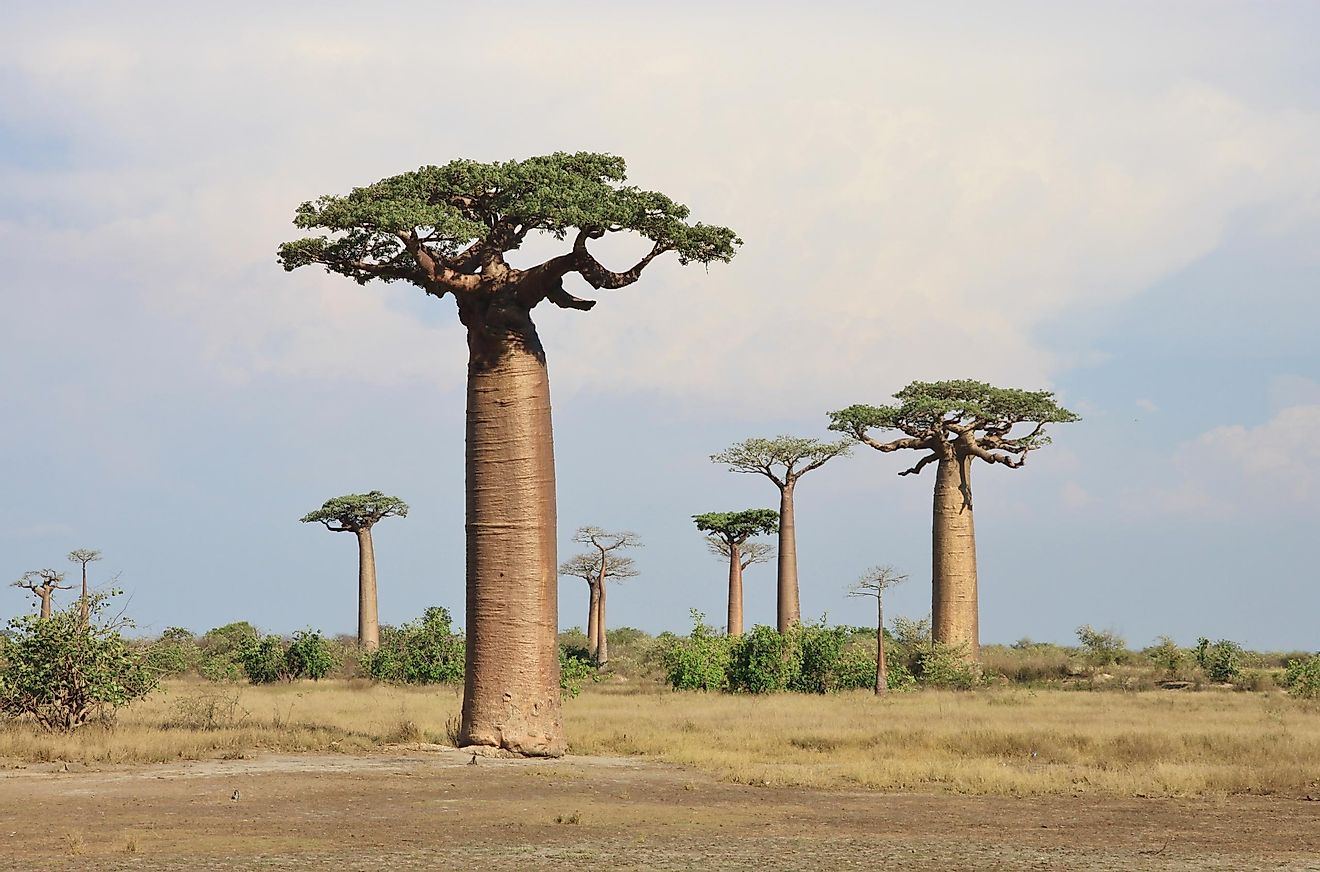 The African Baobab and the Montane African Baobab are the only two species of baobab native to mainland Africa.