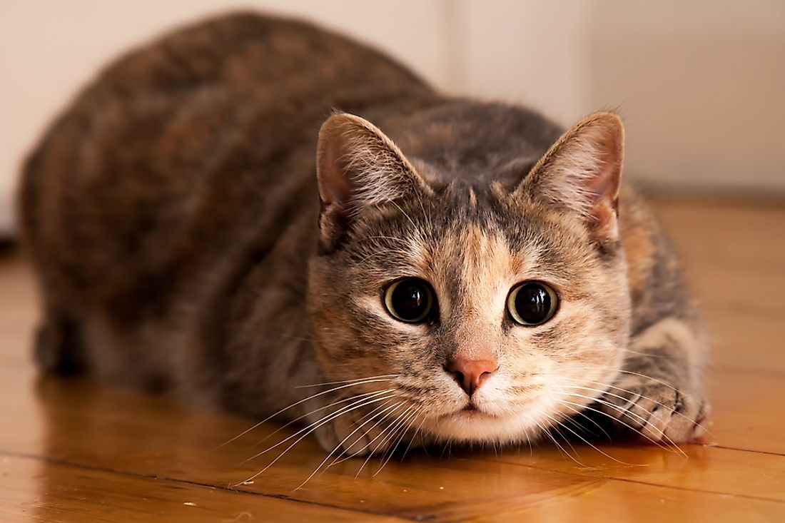 Cats are extremely expressive animals, although this can go unnoticed by humans. 