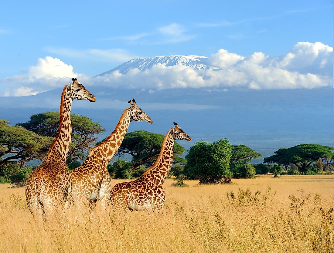 Three giraffes are seen in Kenya, with Mount Kilimanjaro in the background. 