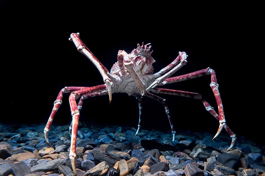 Japanese spider crabs can grow to weigh approximately 20 kilograms.