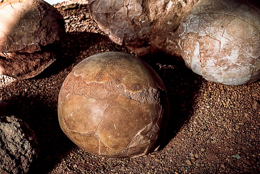 Fossilized Dinosaur Eggs.