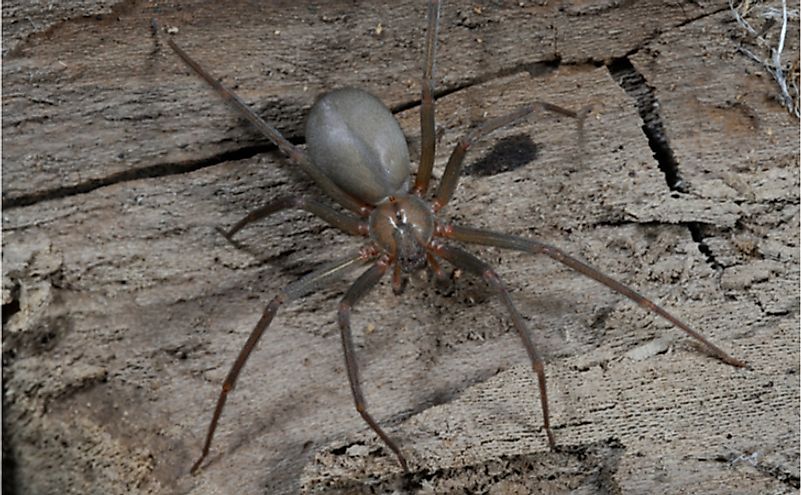 Brown Recluse (Loxosceles reclusa), a venomous US spider.