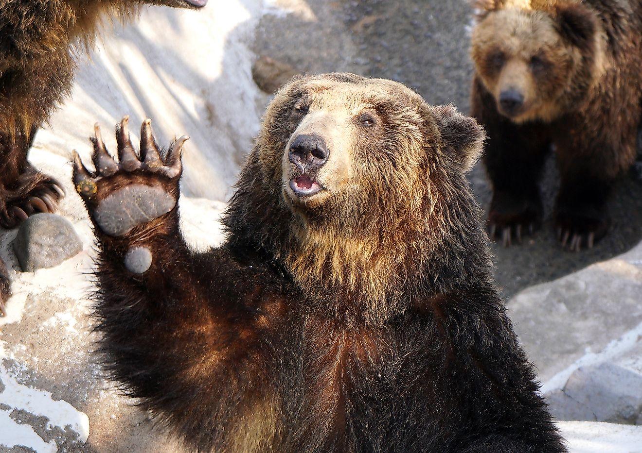 An Ussuri brown bear in a bear ranch in Hokkaido waves its paw at visitors which it sees carrying a bag of food. Image credit: Vanessa/Shutterstock.com