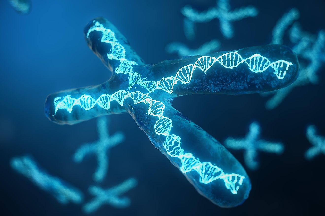 X-Chromosomes with DNA carrying the genetic code.