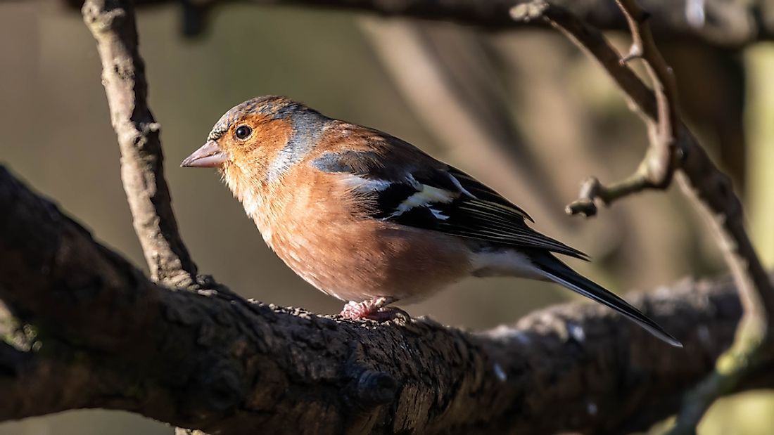 Male Chaffinch perched in a tree.