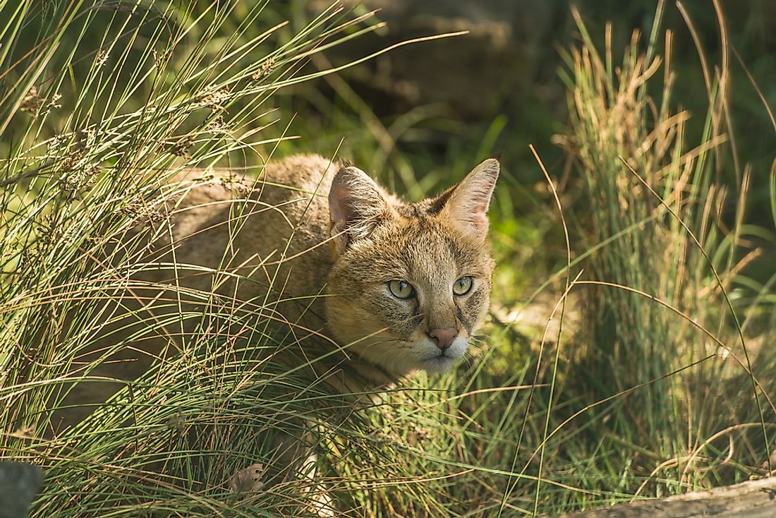The Jungle Cat hunts small animals during the day. 