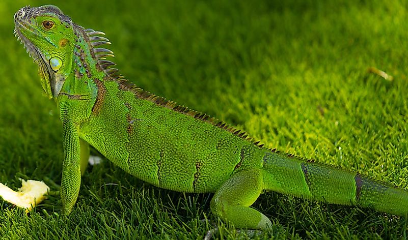 A green iguana in Florida. 