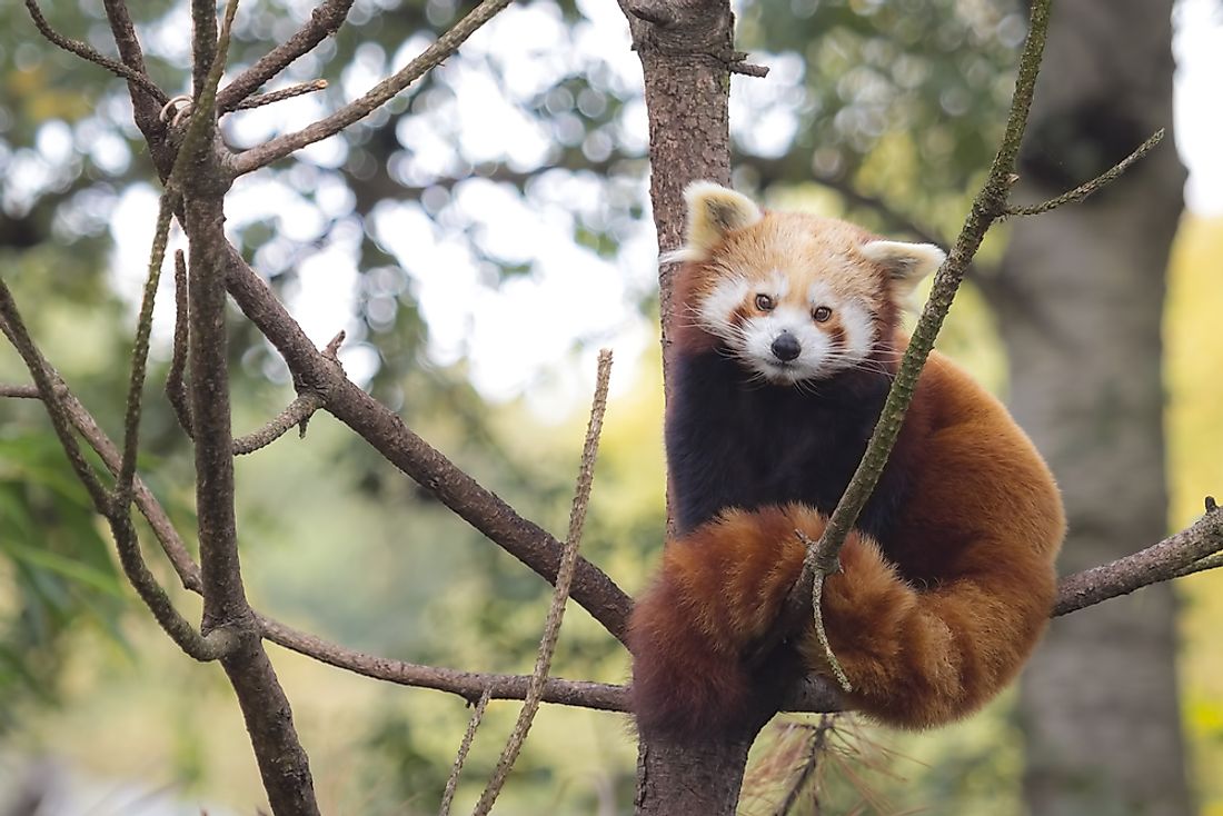 Red pandas are one of the many types of wildlife that can be found in Bhutan's national parks. 
