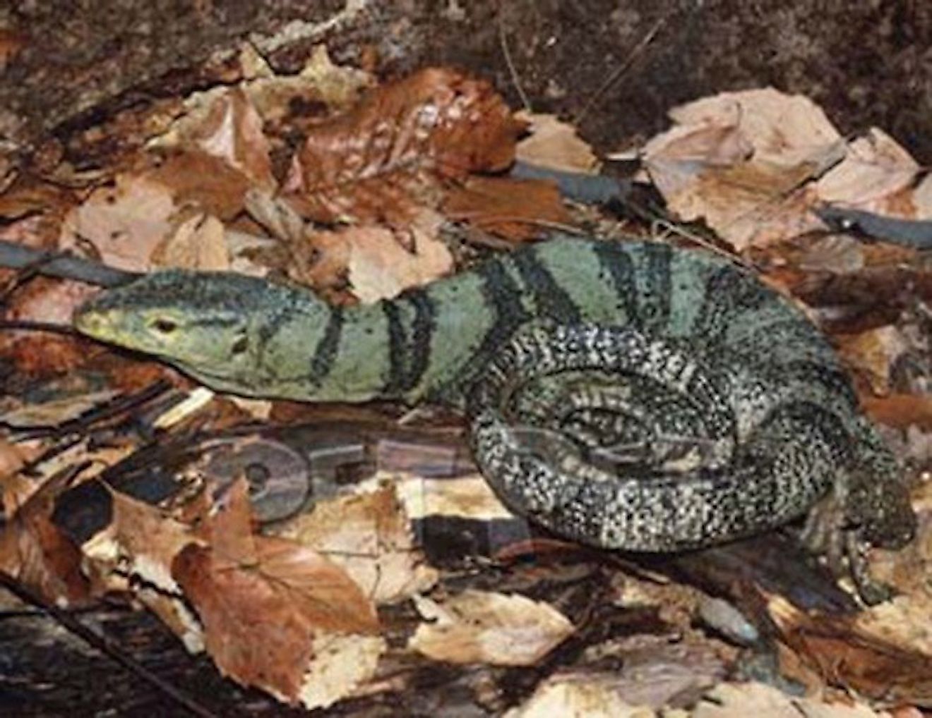 Gray’s Monitor Lizard. Image credit: www.worldlifeexpectancy.com