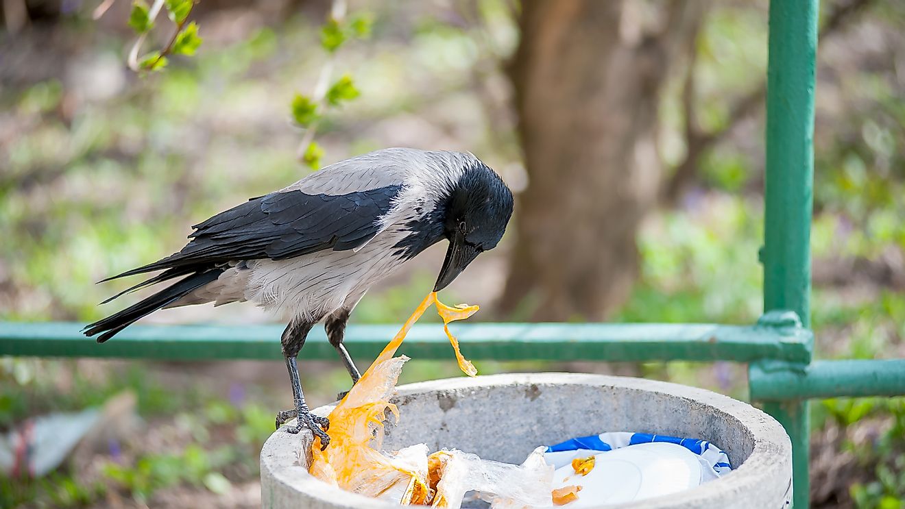 A crow looking for food in a garbage bin.