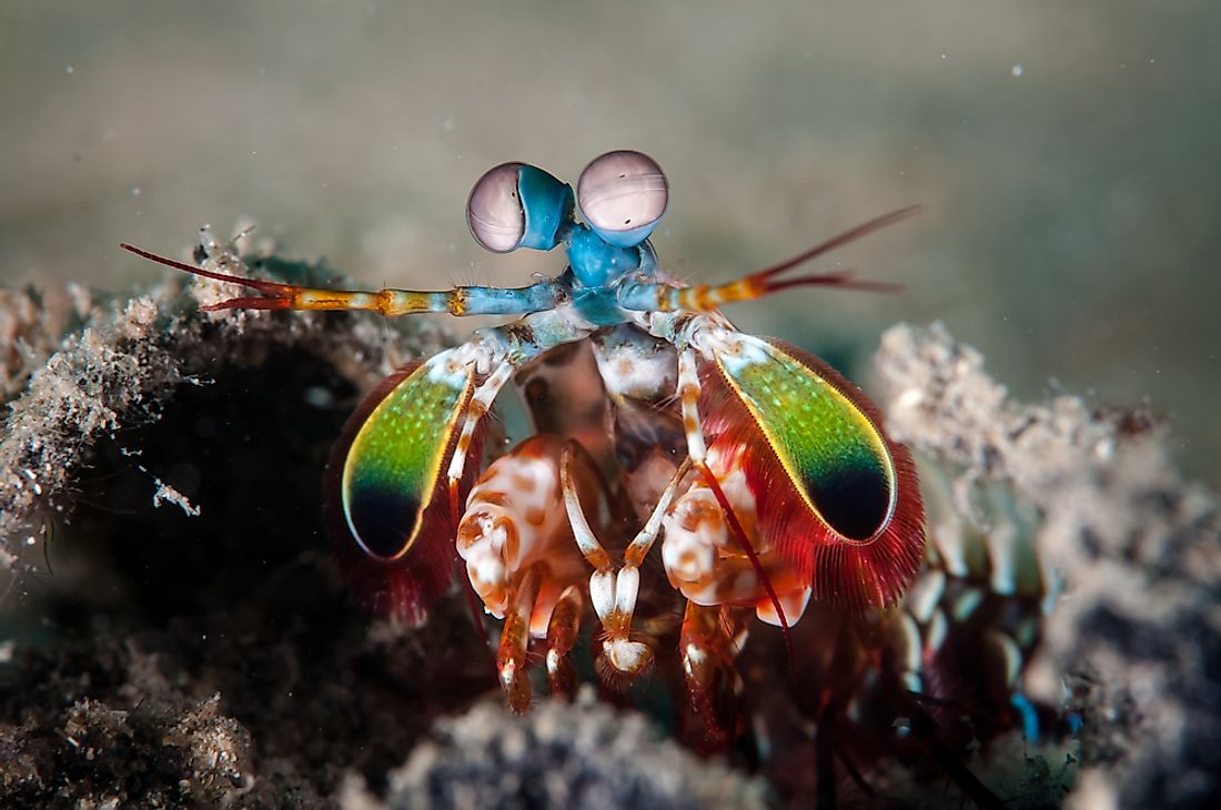 A mantis shrimp. 