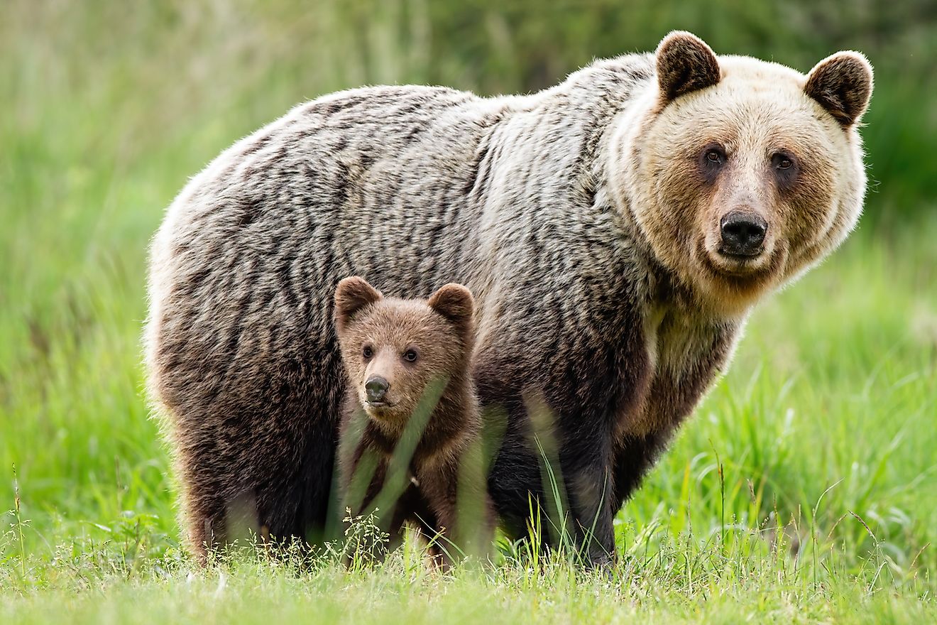 A brown bear mom with cubs. Image credit:  WildMedia/Shutterstock.com