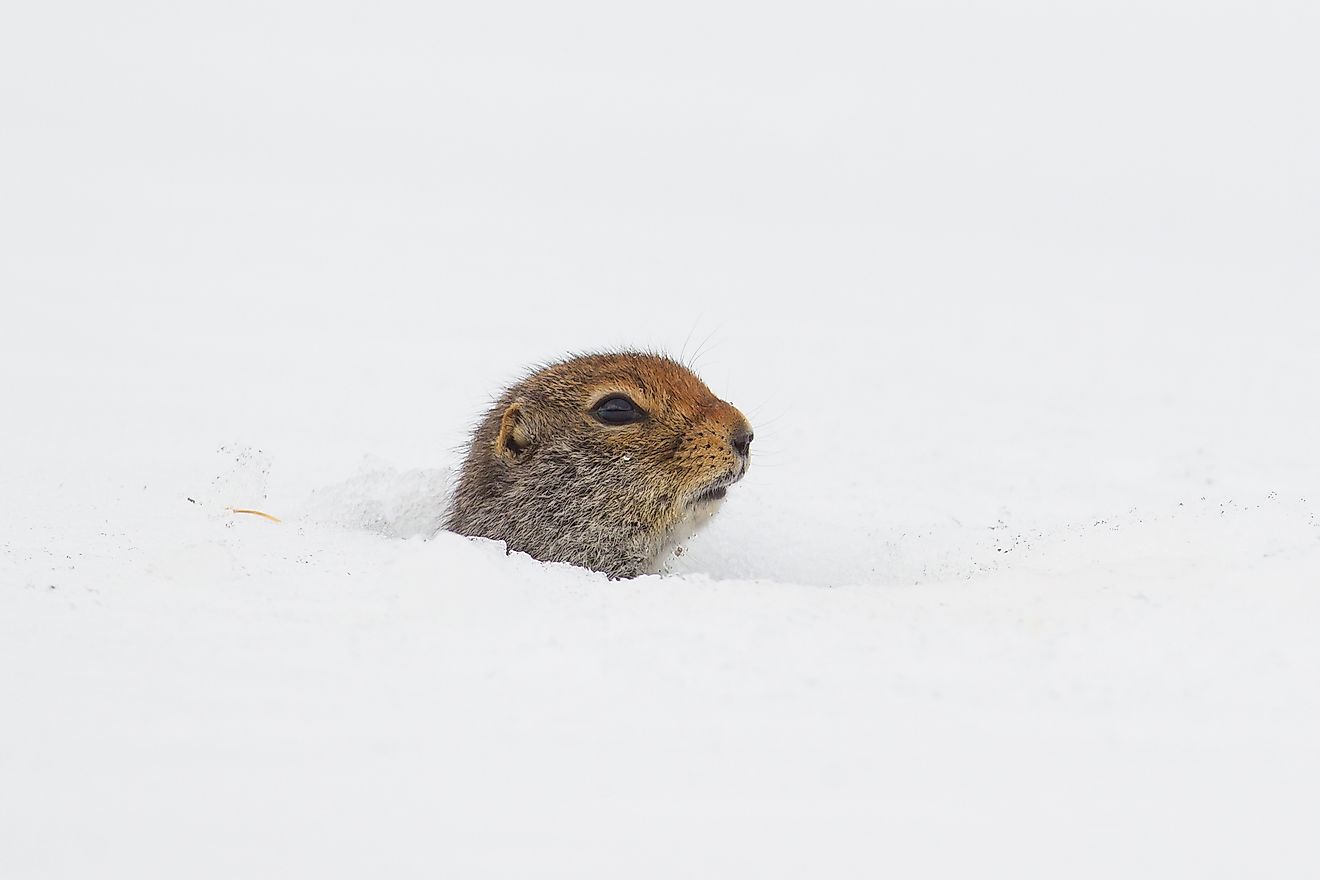 Arctic ground squirrels are unusual in that they are technically warm blooded sometimes let the environment influence their body temperature. Image credit: Jukka Jantunen/Shutterstock.com