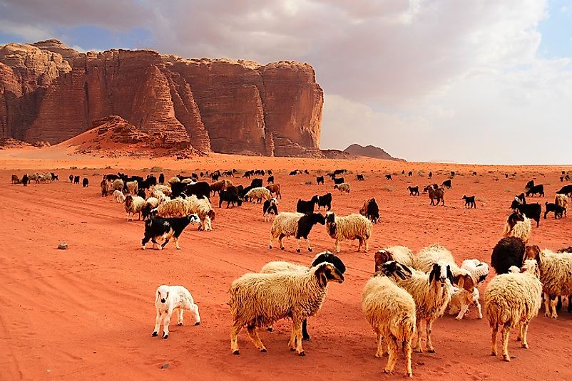 In Jordan, as in much of the Middle East and East Africa, goat and sheep herds are maintained on even the most arid deserts.