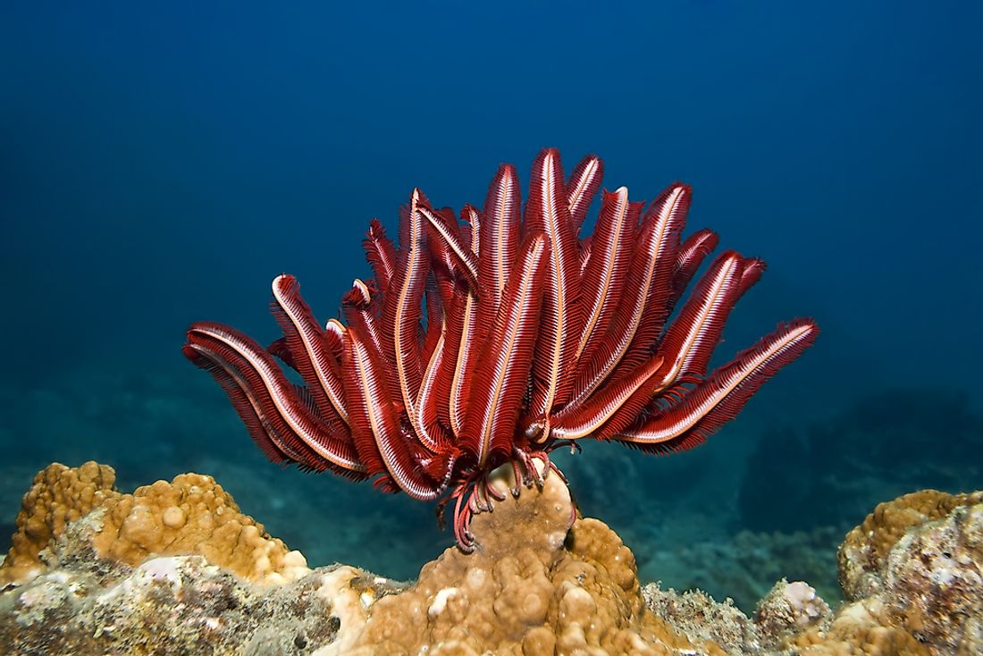 Feather stars live on coral reefs.