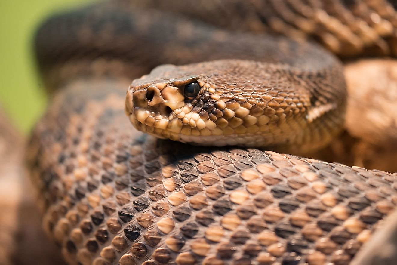 A venomous diamondback rattlesnake. Image credit: Fabio Lotti/Shutterstock.com