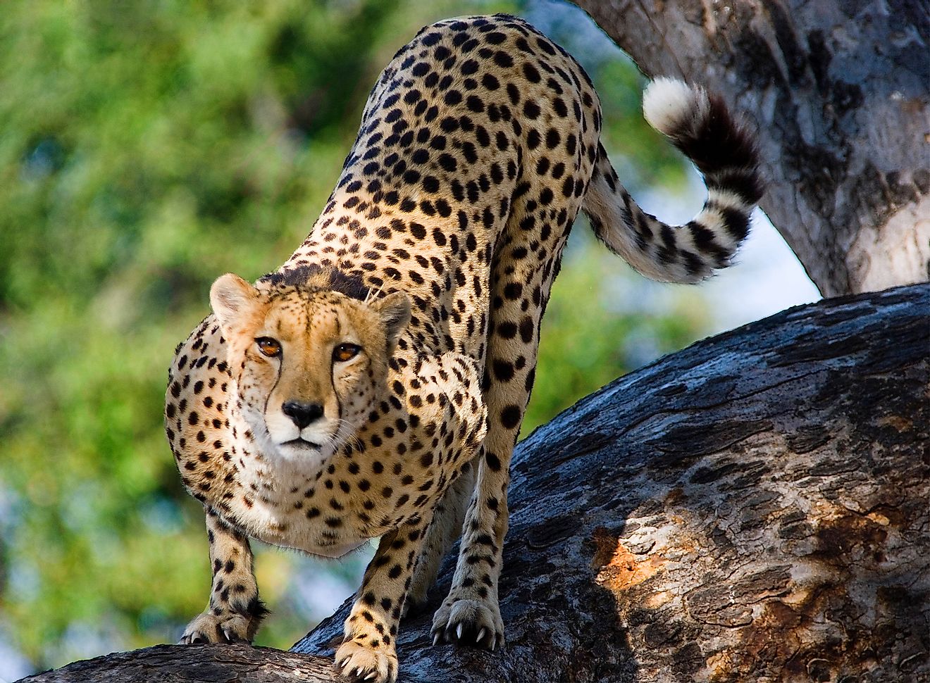 A cheetah is one of nature's most charismatic species.