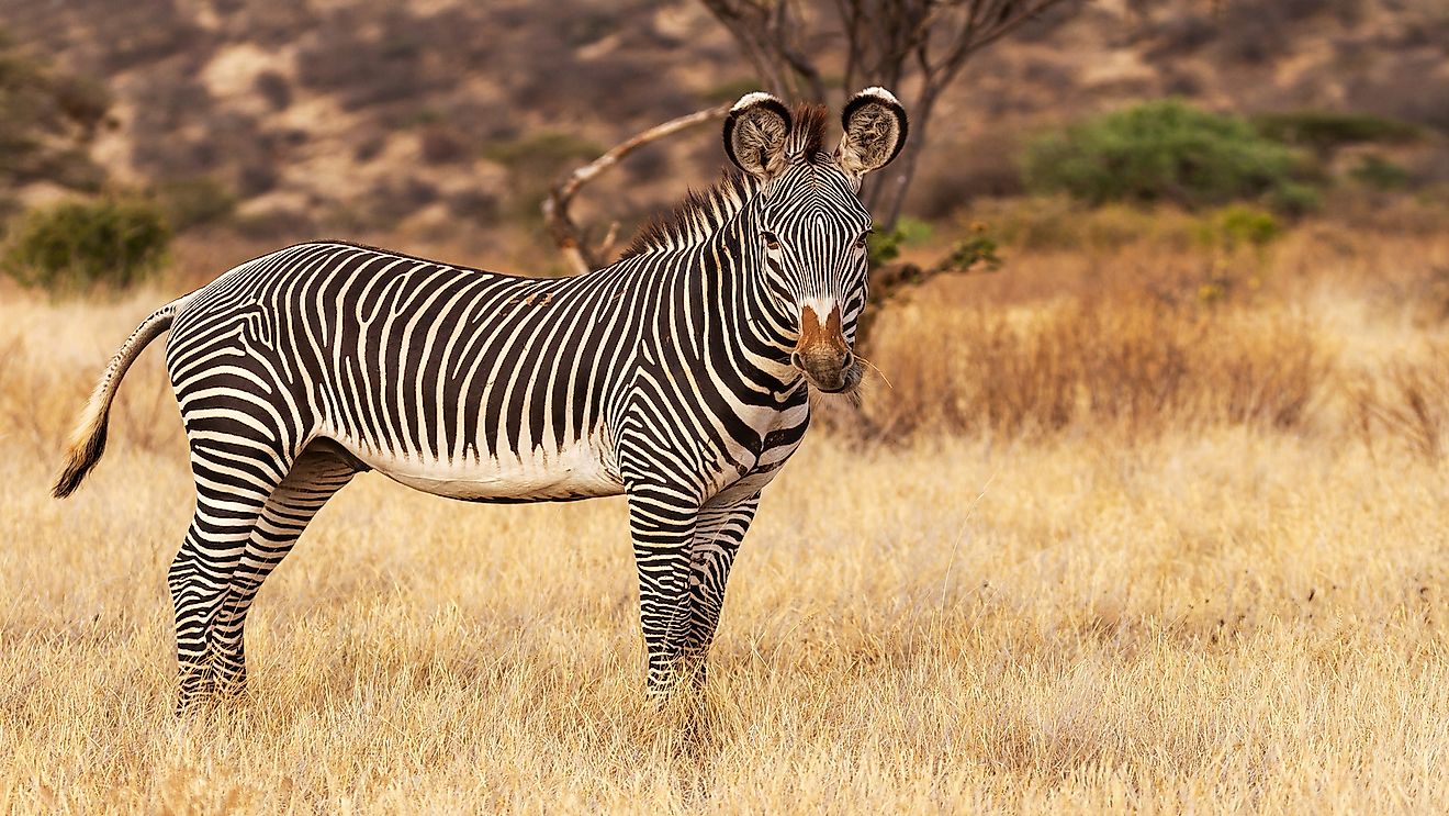 Grevy's zebra at Samburu National Reserve, Kenya.
