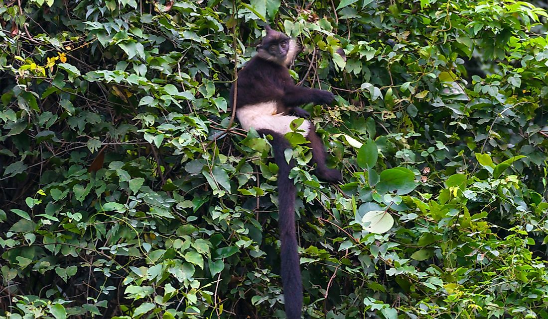 The Delacour's Langur is a critically endangered species found only in Vietnam. 