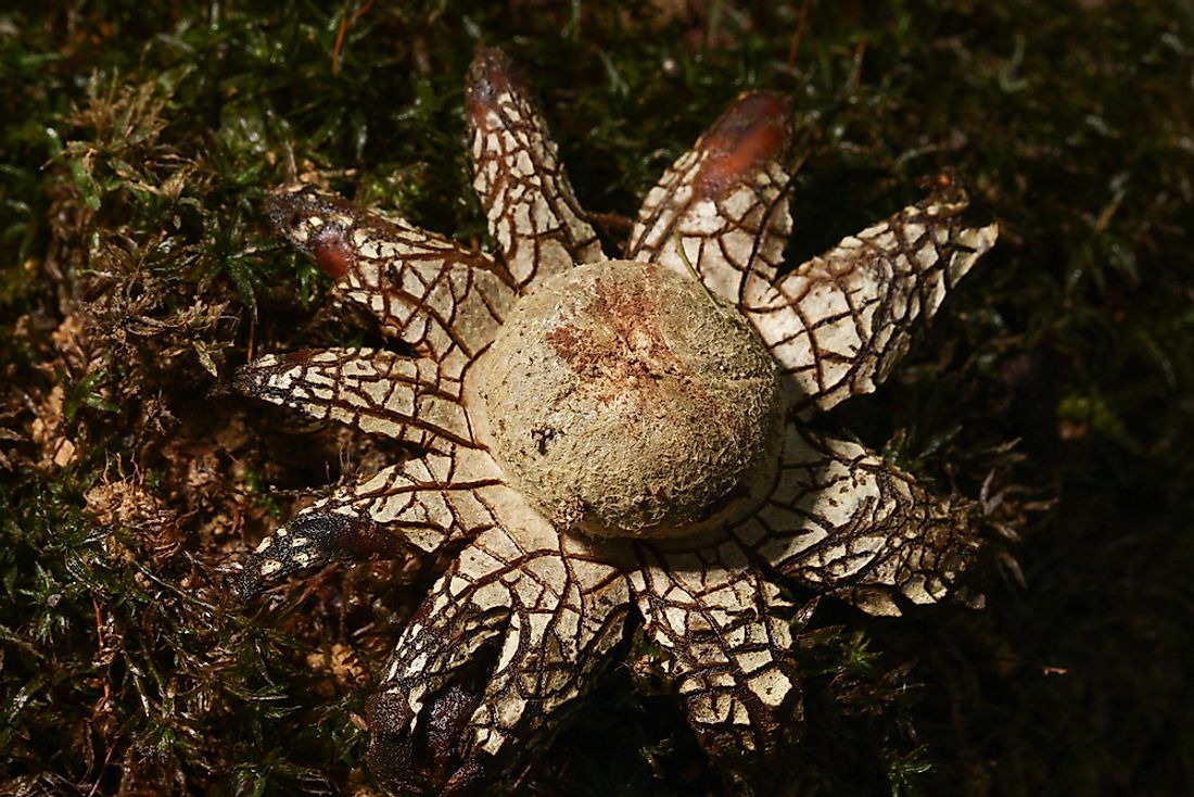 The false earthstar got its name from its pointed star-shaped outer layer. 