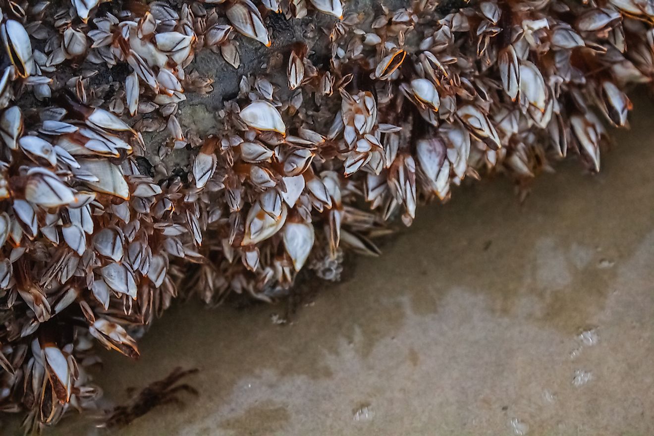 A piece of log near the sea covered by zebra mussels. Image credit: Yaman Mutart/Shutterstock.com