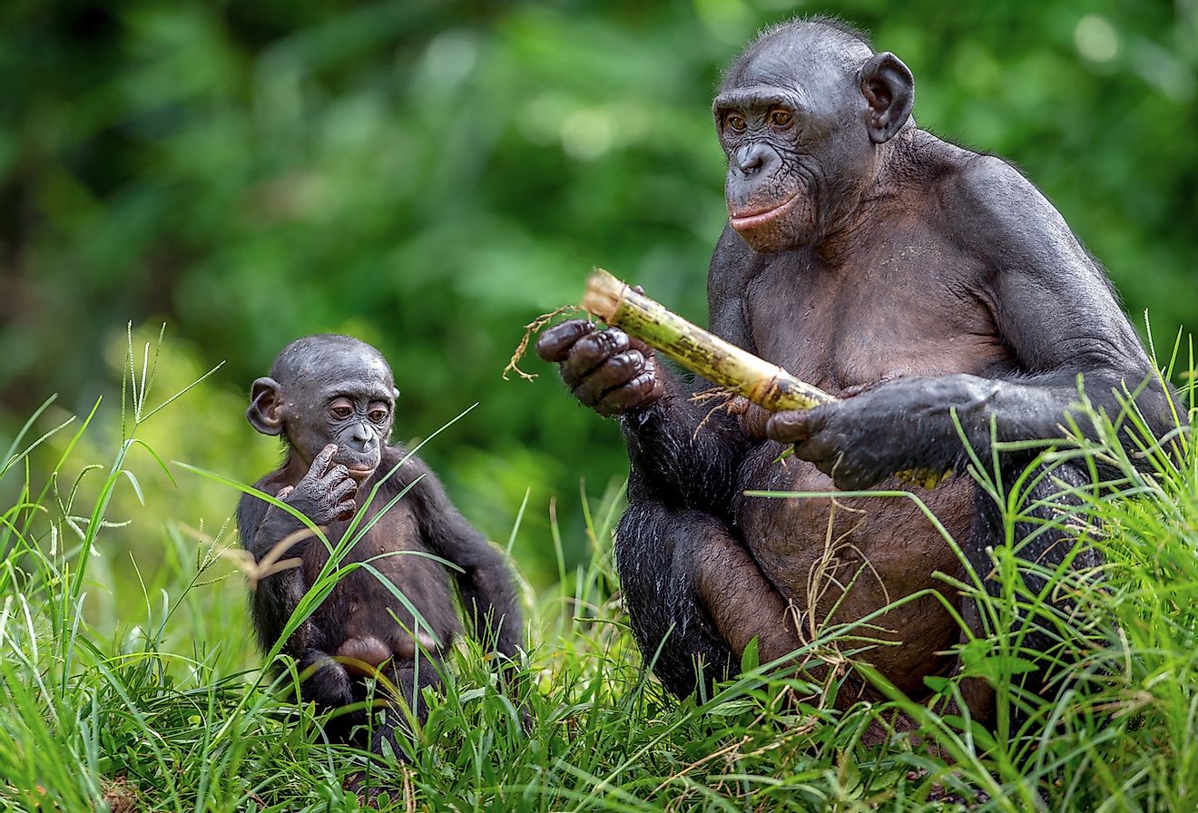 Bonobos are known to communicate a lot through body language. Image credit: Sergey Uryadnikov/Shutterstock.com
