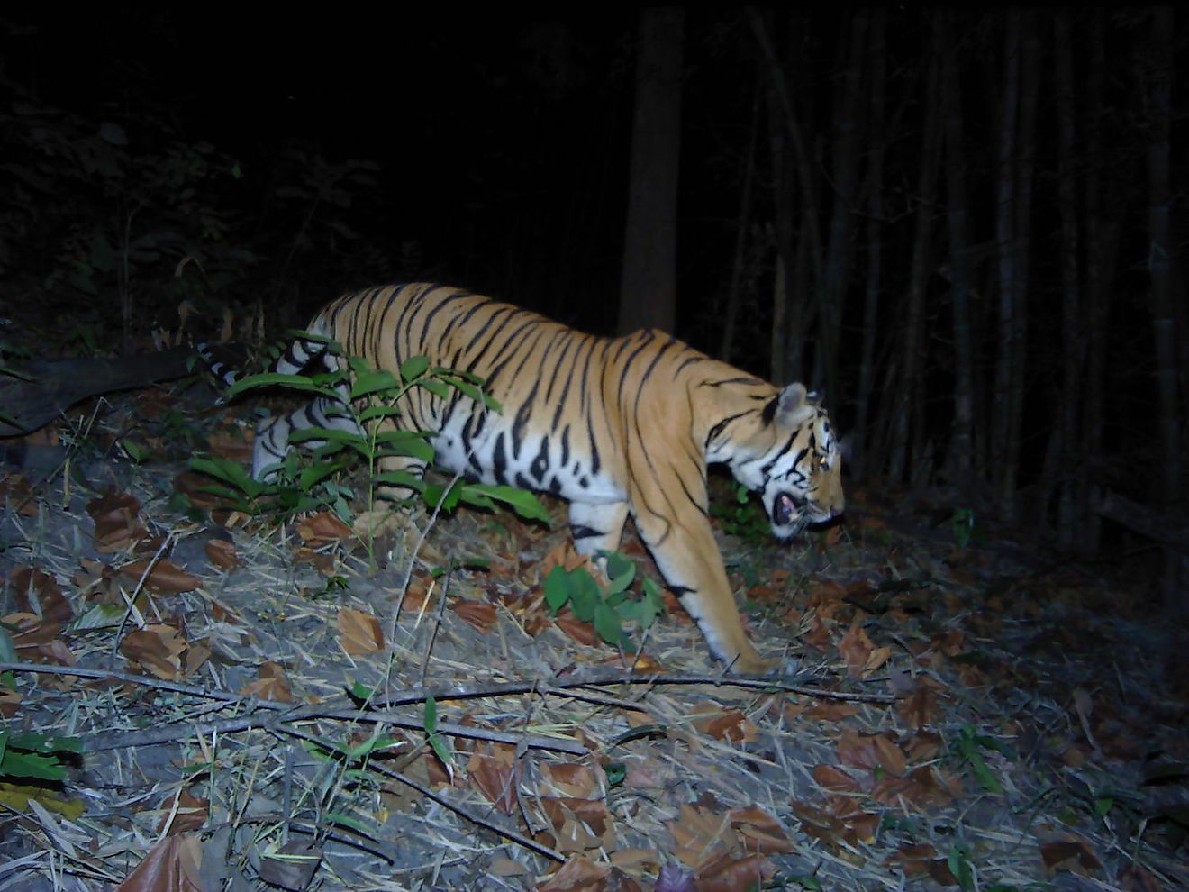 T2 - An endangered tiger in western Thailand caught on camera. Image credit: DNP-PANTHERA-ZSL-RCU