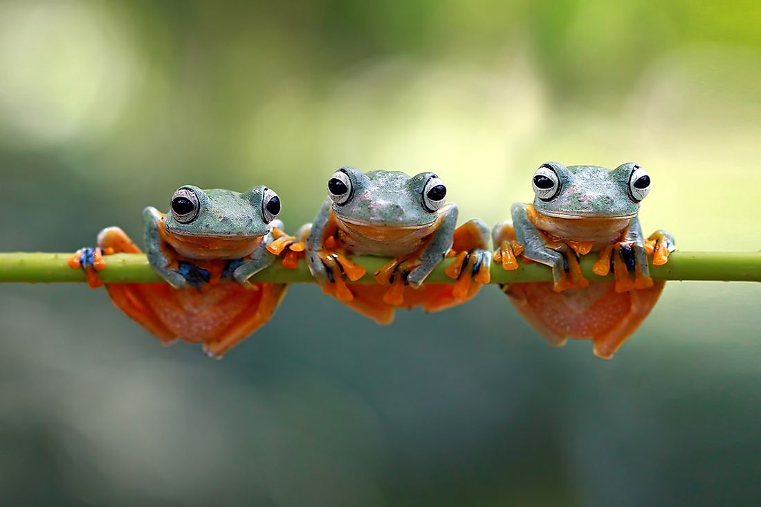 Frogs are found on all continents except Antarctica. 