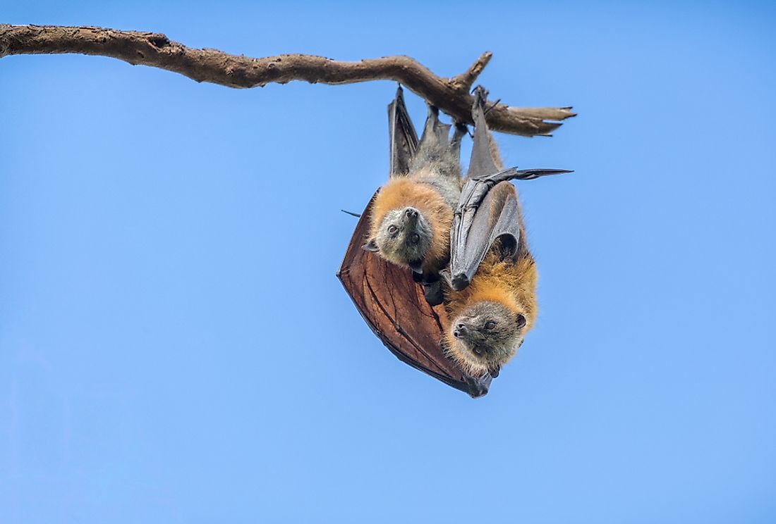 Flying fox juvenile with parent. 