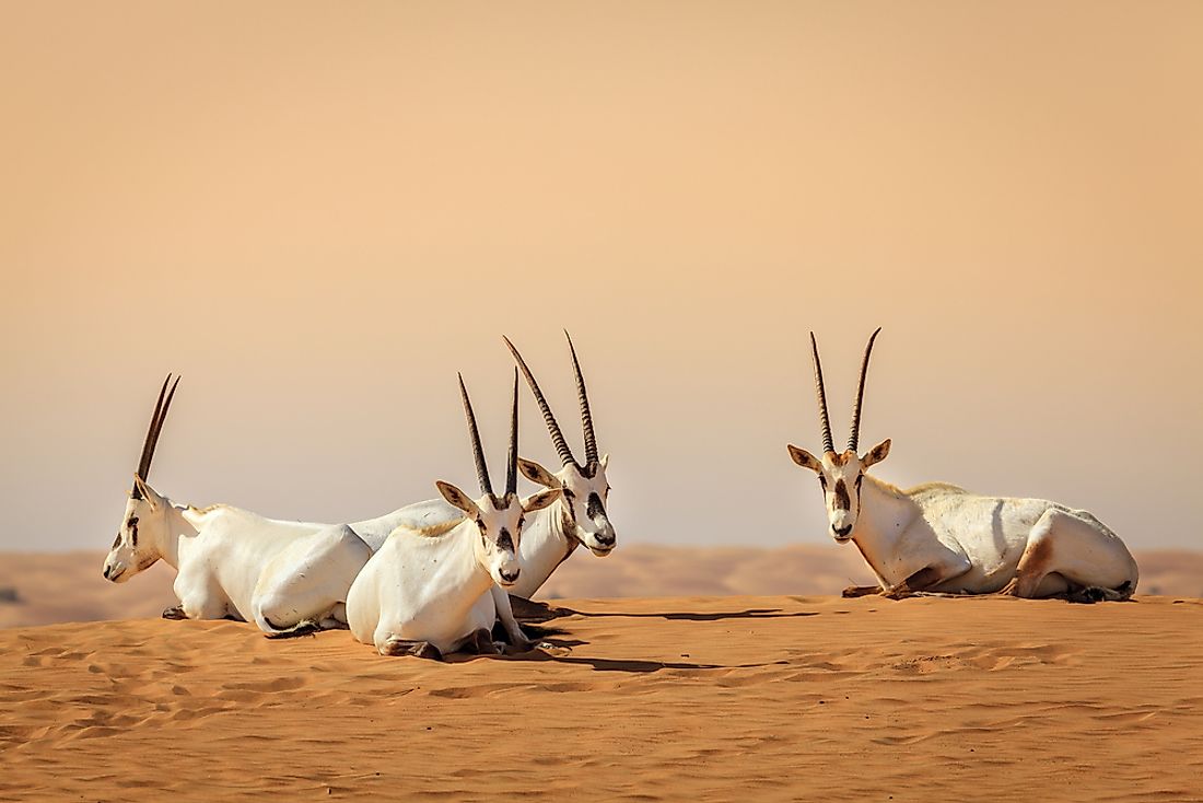 Oryxes in the Desert Conservation Reserve near Dubai, United Arab Emirates. 