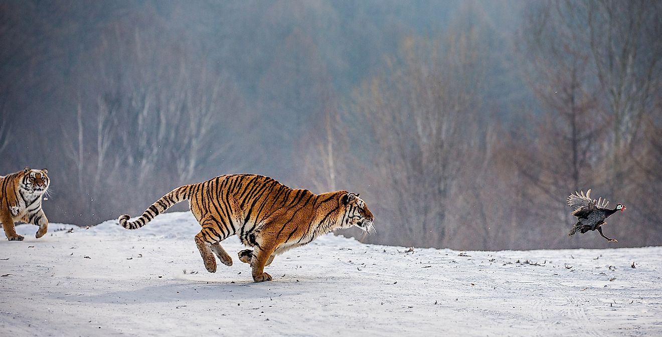 Two Siberian tigers chasing prey. Image credit: GUDKOV ANDREY/Shutterstock.com