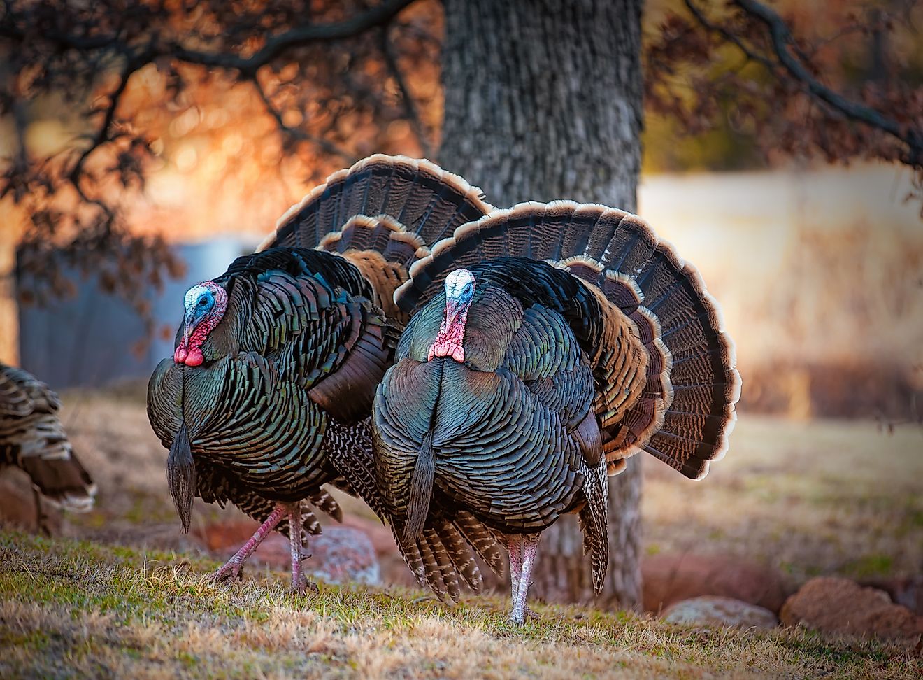 Two male turkeys strutting on grassy meadow with full feather displayed. Image credit: David Scott Dodd/Shutterstock.com