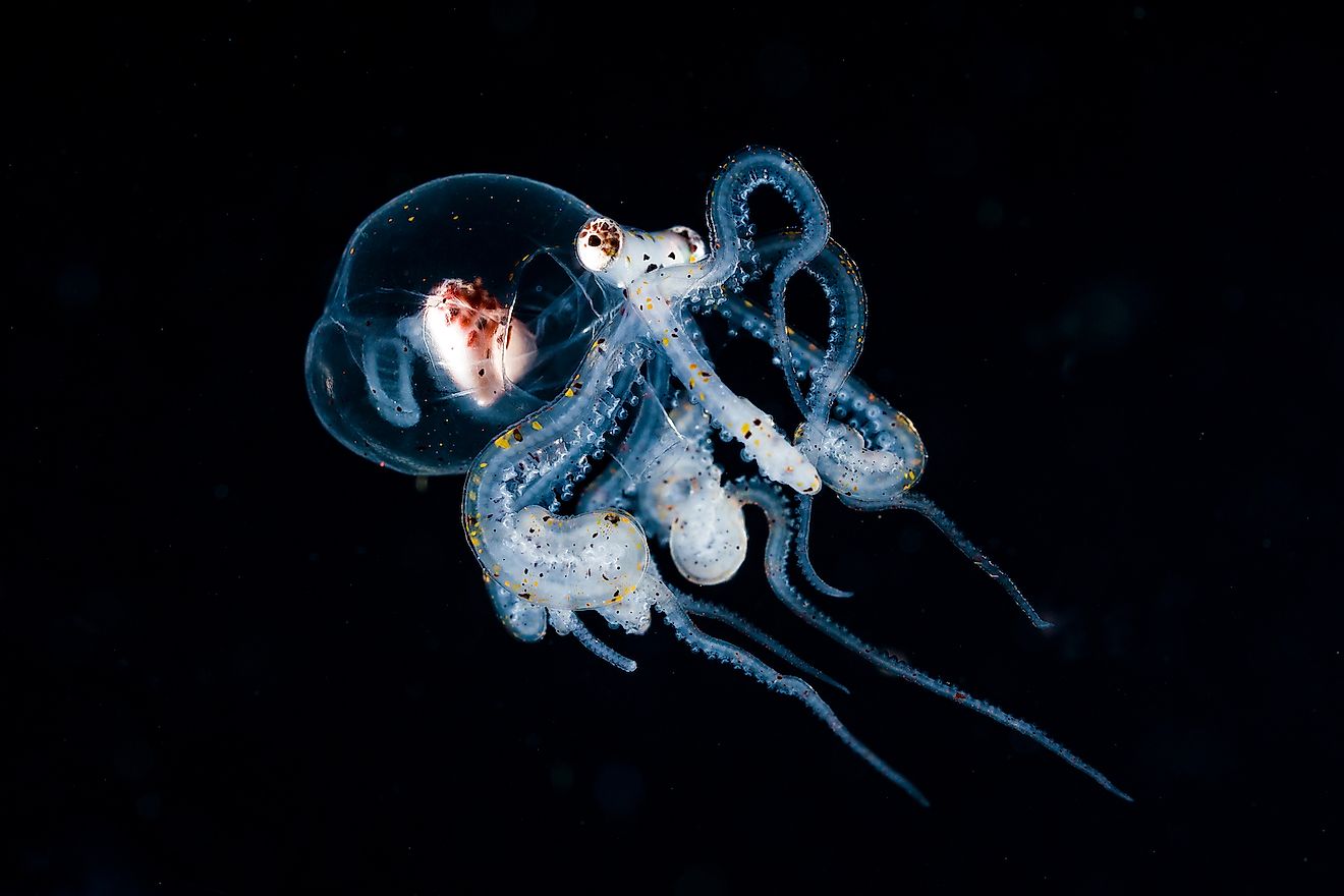 A juvenile octopus in water. Image credit: Shpatak/Shutterstock.com