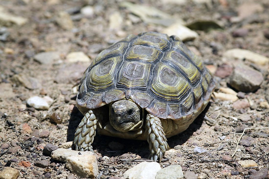 A geometric tortoise. 